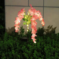 4-Headed Wisteria - Pink